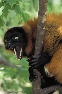 Images Dated 7th February 2011: Red Ruffed Lemur TOM 587 Yawning while sitting in tree Varecia variegata ruber © Tom & Pat Leeson