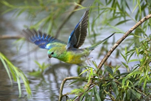 Images Dated 13th November 2008: Red-rumped Parrot - adult male takes off from a willow at the shores of the Murray River