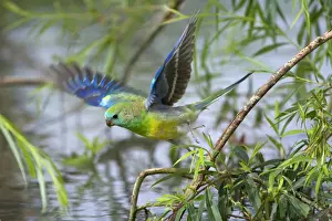 Red-rumped Parrot - adult male takes off from a willow at the shores of the Murray River. It was there to drink - Murray River Basin, Victoria, Australia