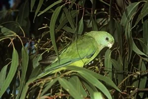 Red-rumped Parrot - female