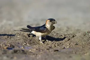 Red-rumped Swallow