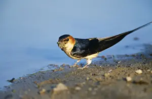 Red-rumped Swallow - collecting mud for nest building