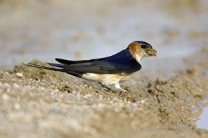 Red-rumped SWALLOW - Collecting mud for nest building