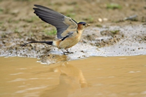 Images Dated 11th April 2008: Red-rumped Swallow, collecting nest material