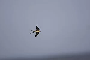 Red-rumped Swallow - In flight