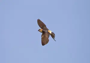 Swallows Prints: Red-rumped Swallow - in flight - Andalucia - Spain - September