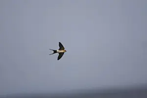 Red Rumped Prints: Red rumped Swallow - In flight - Spain April