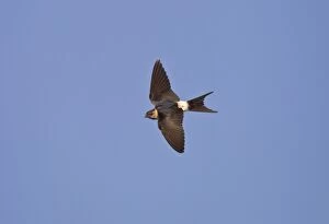Red-rumped Swallow - juvenile in flight
