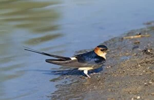 Red-rumped SWALLOW - By a muddy pool