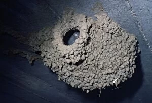 Images Dated 3rd May 2011: Red-rumped Swallow - nest