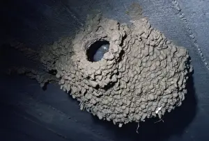 Swallows Prints: Red-rumped Swallow - nest
