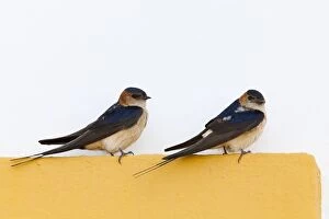 Red rumped Swallow - pair of adults perching on door frame