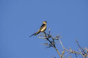 Images Dated 3rd April 2008: Red-rumped Swallow preening Ronda Spain April