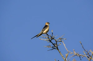 Images Dated 3rd April 2008: Red-rumped Swallow preening Ronda Spain April
