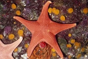 Red Sea STAR fish