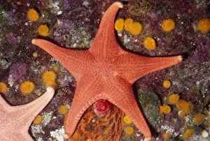Sea Stars Prints: Red Sea Star Monterey Bay, California, USA