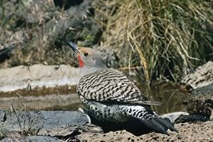 Red-shafted Flicker - male