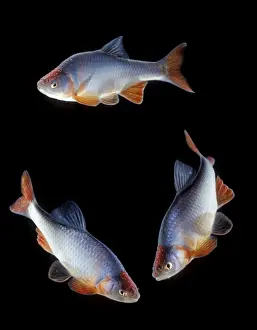 Circles Prints: Red Shiner Fish Three together
