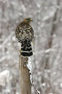 Red-shouldered Hawk
