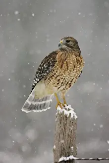 Red-shouldered Hawk