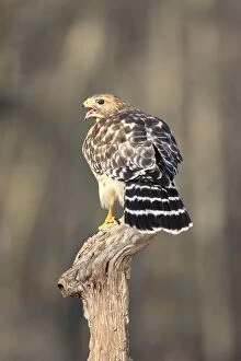 Images Dated 21st December 2005: Red-shouldered Hawk
