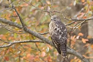 Buteo Lineatus Gallery: Red-shouldered Hawk
