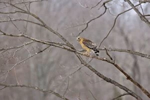 Images Dated 3rd March 2008: Red-shouldered Hawk - adult bird. CT in March
