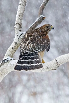 Red-shouldered Hawk - Adult bird in snowstorm