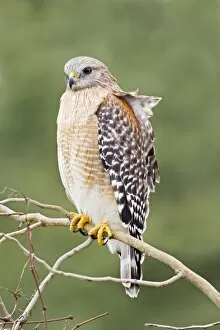 Images Dated 12th January 2009: Red-shouldered Hawk - Adult bird with typical paler plumage of southern Red-shoulders - South