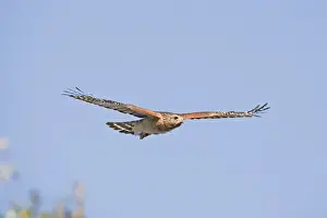 Red-shouldered Hawk - Adult bird with typical paler plumage of southern Red-shoulders - in flight - South Central Florida - USA - January