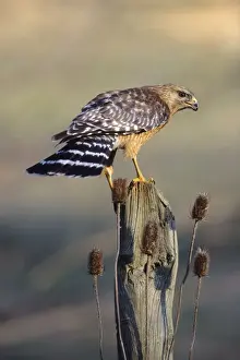 Red Shouldered Prints: Red-shouldered Hawk - adult Connecticut