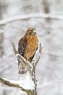 Buteo Lineatus Gallery: Red-shouldered Hawk - adult female in snow