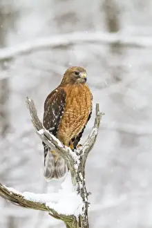 Red-shouldered Hawk - adult female in snow - January -CT - USA