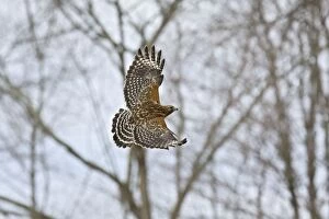 Images Dated 3rd March 2008: Red-shouldered Hawk - adult in flight. CT in March