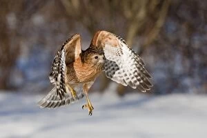 Images Dated 31st January 2009: Red-shouldered Hawk - adult in flight - CT - USA - January