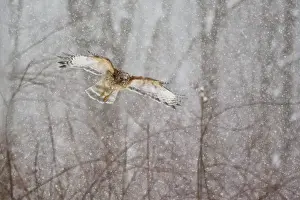 Blizzard Prints: Red-shouldered Hawk - adult in flight during snow storm. Connecticut in February