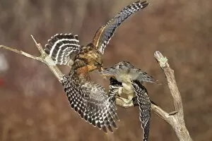 Red-shouldered Hawk - adult male and female