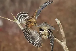 Red-shouldered Hawk - adult male and female - February - Connectucut - USA