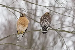 Red-shouldered Hawk - adult pair in tree - CT - USA - January