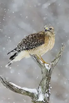 Lineatus Prints: Red-shouldered Hawk - adult pale male in snow - January -CT - USA