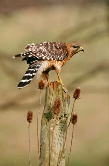Posts Gallery: Red-Shouldered HAWK - adult on post