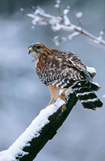 Red-Shouldered HAWK - adult, in snow