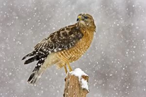 Red-shouldered Hawk - adult in snow storm