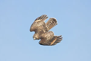 Buteo Gallery: Red-shouldered Hawk -   Buteo lineatUS - A common