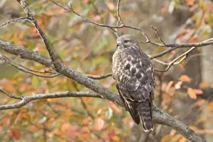 Hawks Prints: Red-shouldered Hawk, Buteo lineatus Immature bird in Ocotober in CT