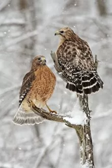 Buteo Lineatus Gallery: Red-shouldered Hawk - female on left and male on right in snow