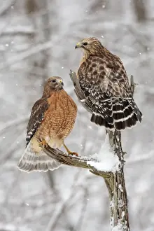 Hawks Prints: Red-shouldered Hawk - female on left and male on right in snow - January -CT - USA