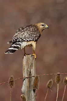 Raptor Gallery: Red-shouldered Hawk - female perched on fence post