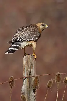 Post Prints: Red-shouldered Hawk - female perched on fence post - February -CT - USA