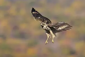 Red-shouldered Hawk - Immature. Fall migration, CT, November. USA